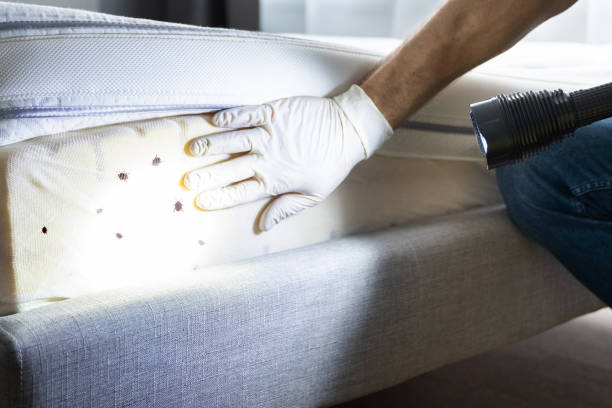 Best Wasp Removal Services  in Bellwood, PA